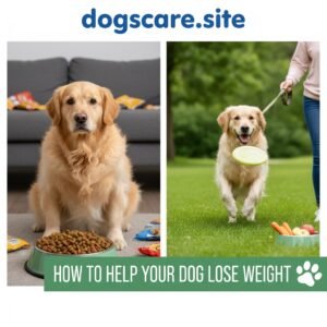 How to Help Your Dog Lose Weight Safely at Home 2025